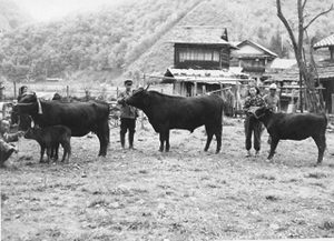 15thmomo 岩田号飼育風景